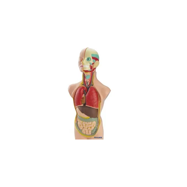 JUEGO MINILAND ANATOMIA HUMANA 11 PIEZAS 50 CM